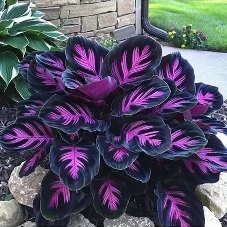 efeu künstlich im topf Künstlicher Efeu im Topf 20 cm UV – Easyplants Deutschland