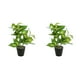 thumbnail image 1 of Inteprter Planta en maceta de tortuga ecológica, plantas artificiales de bajo mantenimiento para decoración de balcón, sala de estar JH5473 JH5473 2Conjunto, 1 of 6