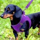 thumbnail image 2 of Chaleco de malla transpirable pequeño Joytale para perros, color morado, 2 of 6