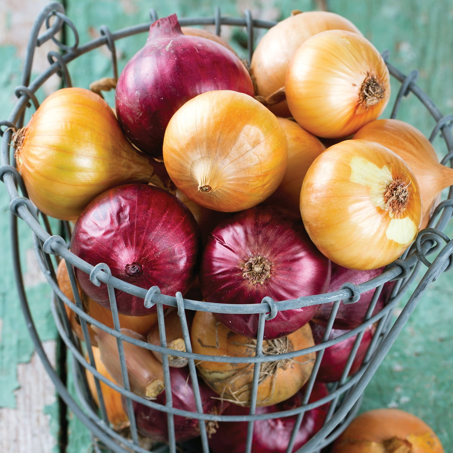 Van Zyverden Onion Sets Yellow Set of 250 Bulbs, White, Full Sun , Perennial