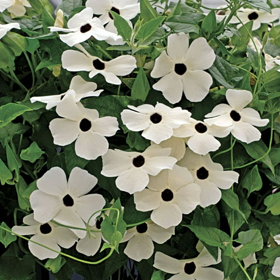 Outsidepride Thunbergia White - 200 Seeds