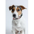 thumbnail image 6 of K-9 Beltz Classic Style Dog Collar with Buckle (X-Small) 17.7-27.9 cm / 7-11", 6 of 6
