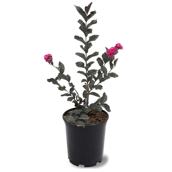 Black Diamond Blooms 1-1.5 ft tall Mystic Magenta Crape Myrtle Live Tree in 1-Gallon Grower Pot