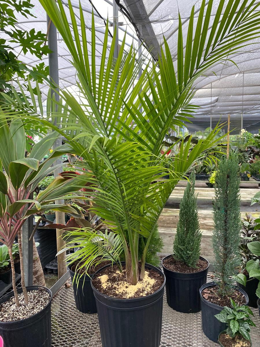 Areca Butterfly Palm - Chrysalidocarpus lutescens - Easy House Plant - 6"  Pot - Walmart.com