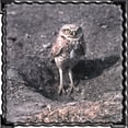 thumbnail image 3 of CafePress - Burrowing Owl Women's Pink T Shirt - Women's Classic T-Shirt, 3 of 4