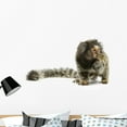 thumbnail image 1 of Marmoset Monkey Wall Decal by Wallmonkeys Peel and Stick Graphic (36 in W x 20 in H) WM154514, 1 of 4