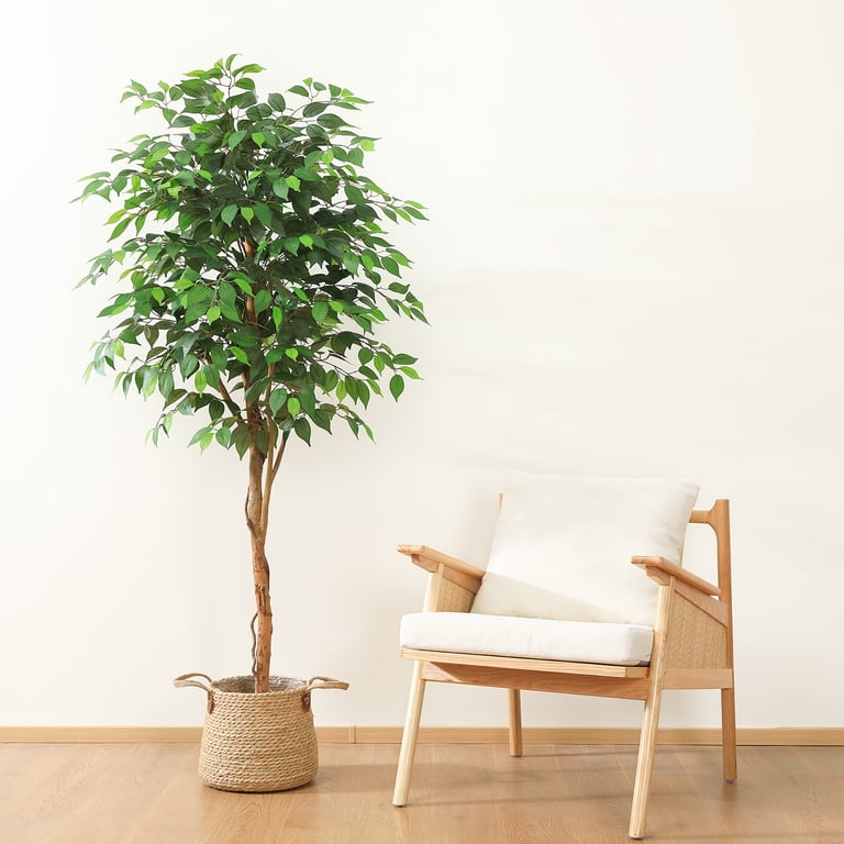 Ficus Wood Tree Furniture