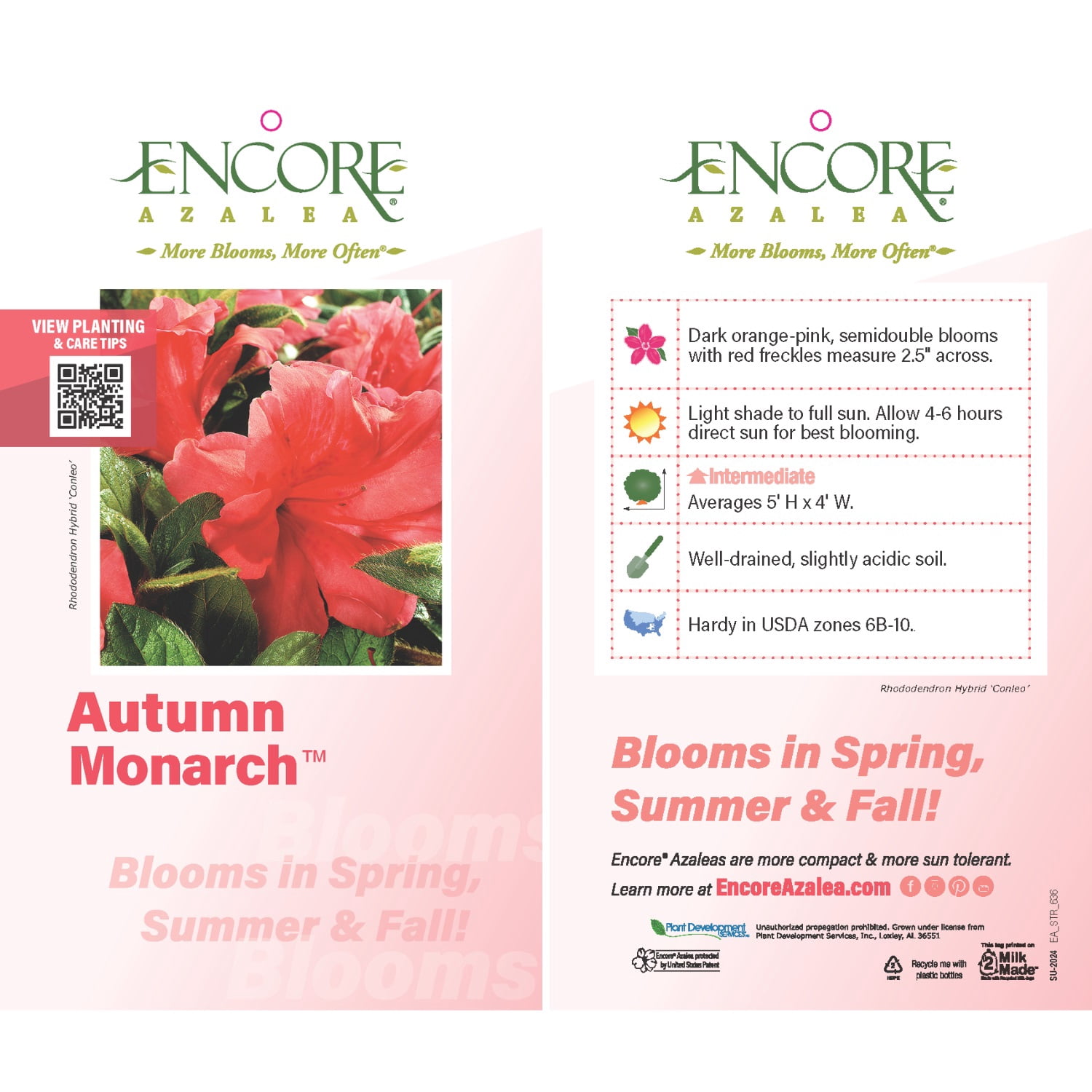 Encore Azalea Autumn Monarch (3 Gallon) Orange Red Flowering Shrub - Full Sun Live Outdoor Plant