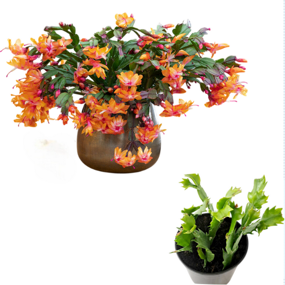 Live Holiday Cactus Plant - Orange Chrismas Cactus Thanksgiving Cactus Plant - Zygocactus Flowers Well Rooted - Schlumbergera Flowers Seedling - 4-6"Tall 3"Pot