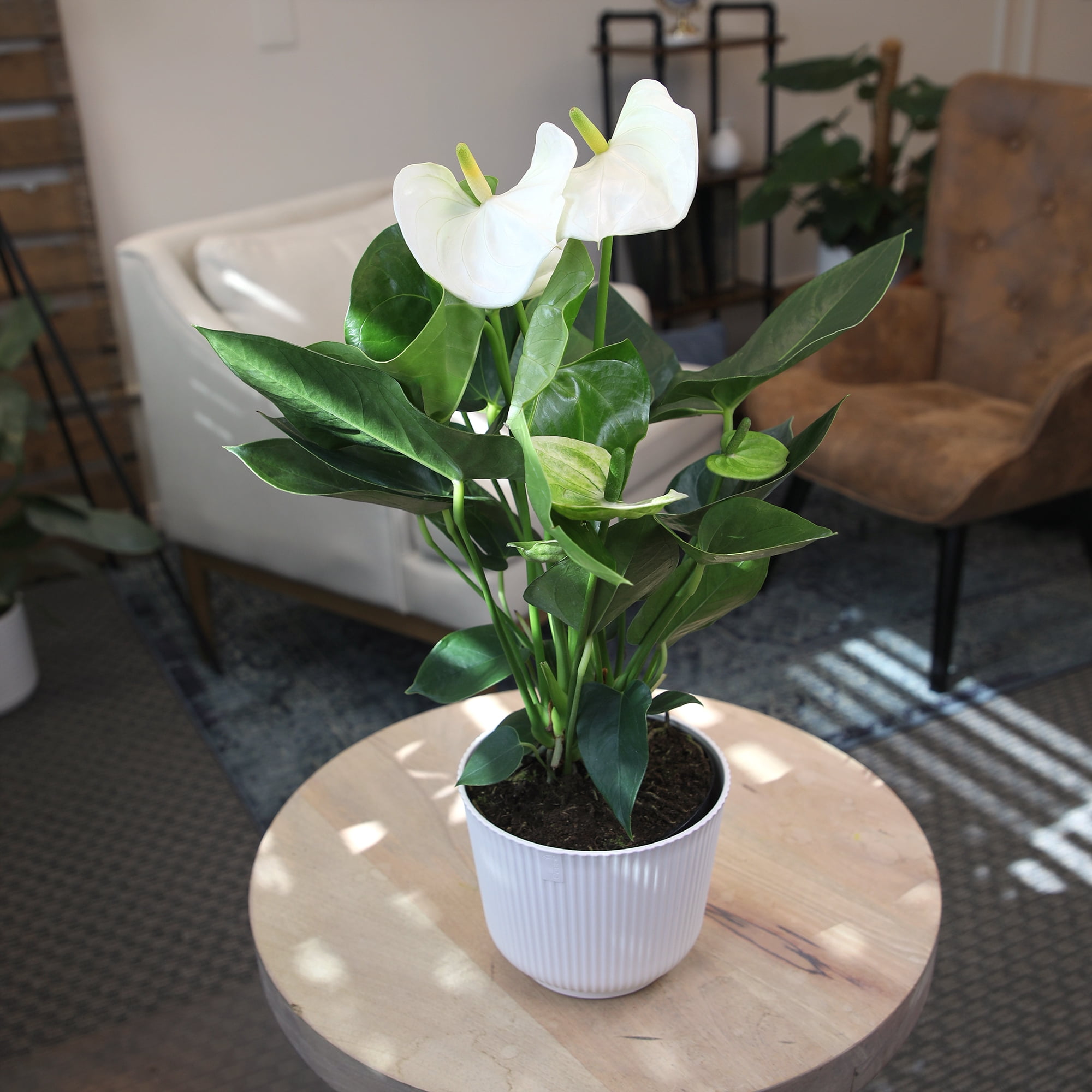 Altman Plants White Mix Anthurium Plant Gift, White Pot, 14-18" Tall Clean Air House Plant