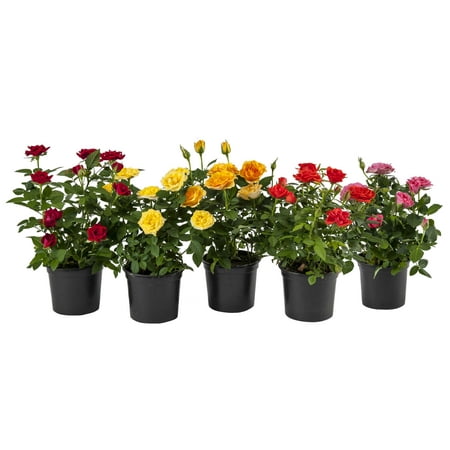 Expert Gardener 1PT Garden Mini Rose Full Sun Shrub