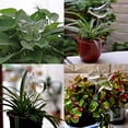 thumbnail image 4 of Glass Plant Watering Globes,Automatic Watering Bulbs for Indoor Plants,Self Watering Globes Mushroom Shape,Plant Watering Devices,Self Watering Planter Insert for Home Garden(C), 4 of 9