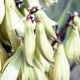 Outsidepride 10 Banana Yucca Plant Seeds, Drought Tolerant, Cold Hardy ...