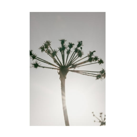 Trademark Fine Art Pictufy Studio III Beach flowers 2 Canvas Wall Art