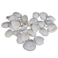 thumbnail image 1 of Concha de mar Timcorr Decoración de pecera Natural 1 paquete, 1 of 8