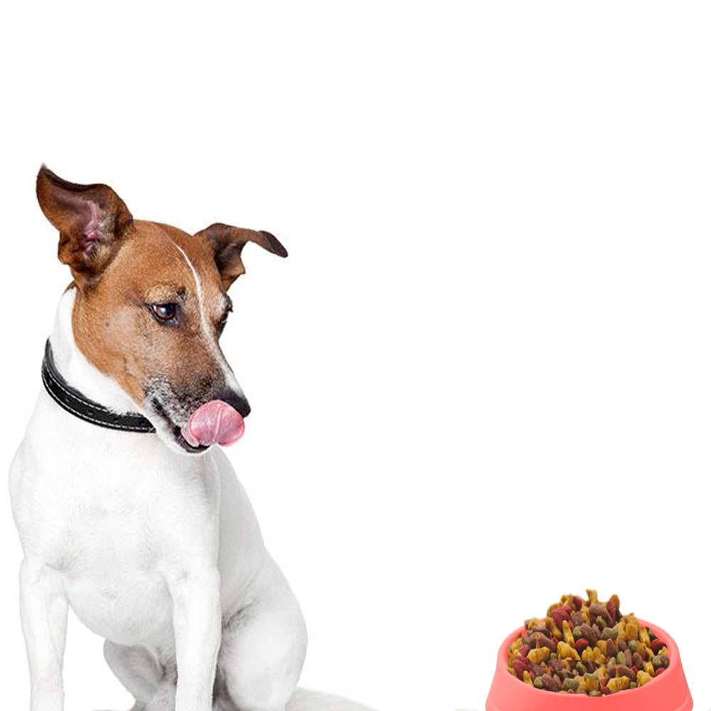 dog food bowl for fast eaters