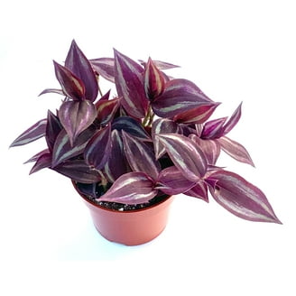 blue leaf philodendron Philodendron Cordatum main image 0