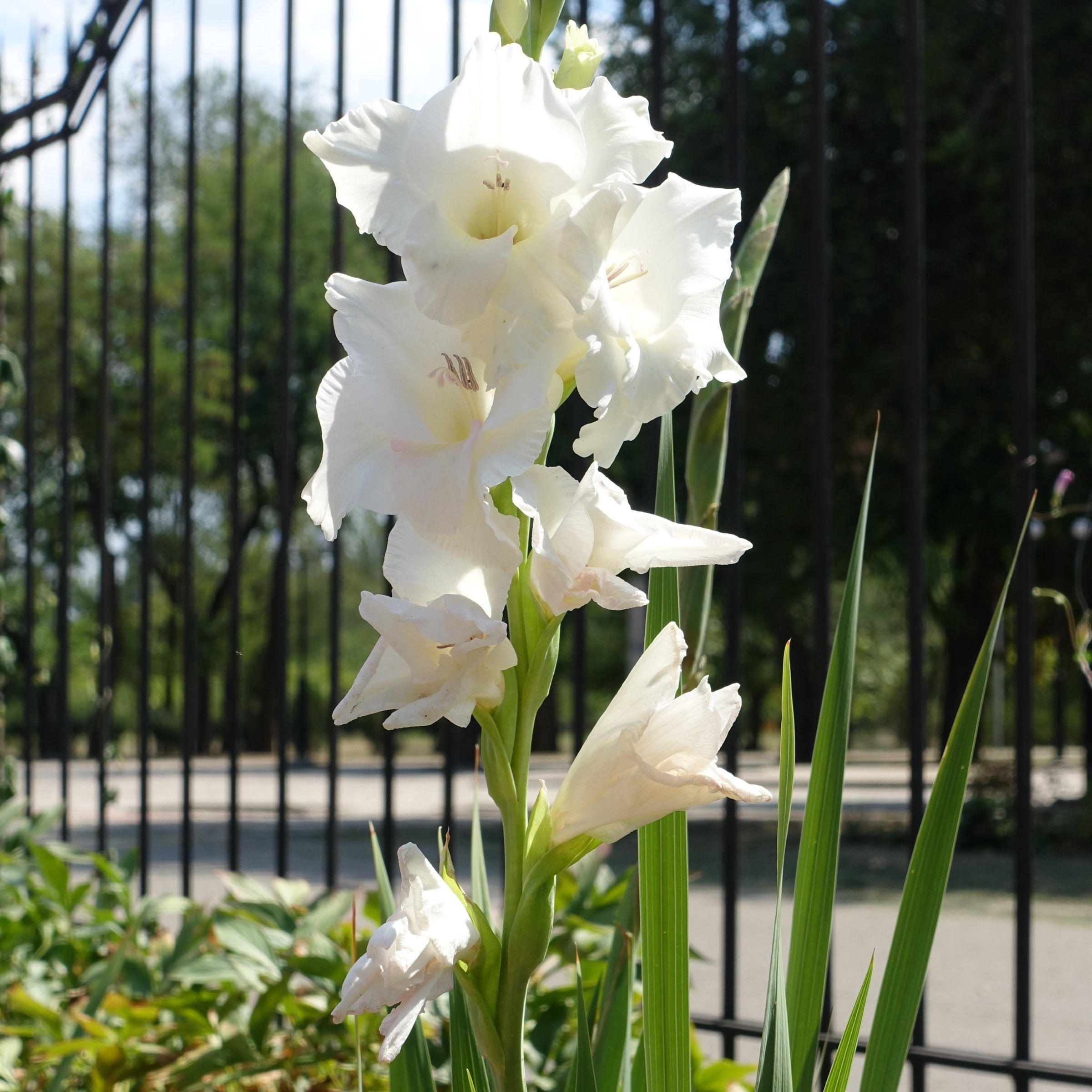 National Plant Network Gladioli White Prosperity Bulbs (20-Pack)
