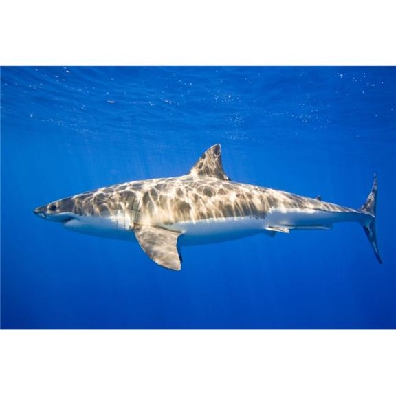 Great White Shark Carcharodon Carcharias Poster Print - 17 x 11
