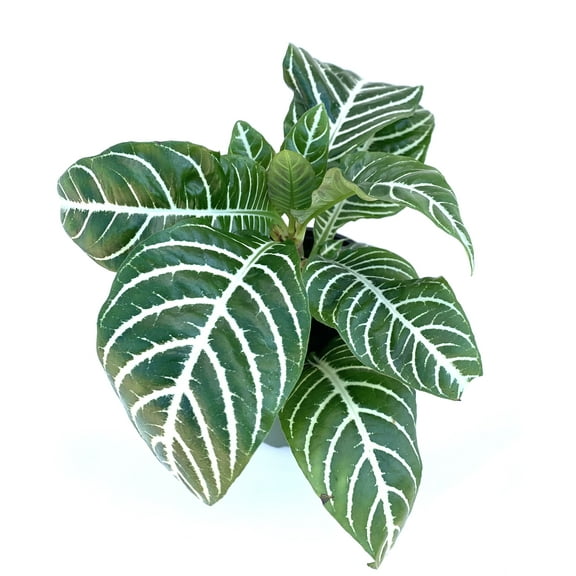 Green and White Zebra Plant Live Plants in 4” Pot, Striped Leaves
