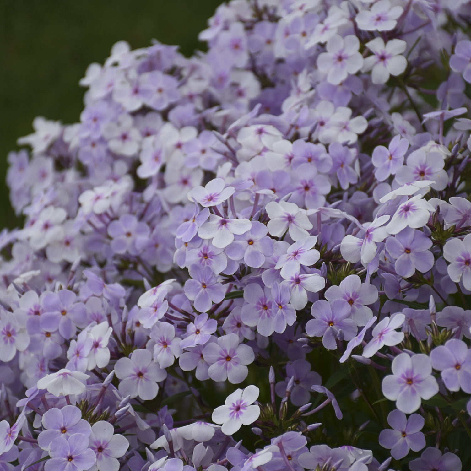 Proven Winners 6" 'Opening Act Pink-a-Dot' Phlox Live Plant in 7.5" Pot