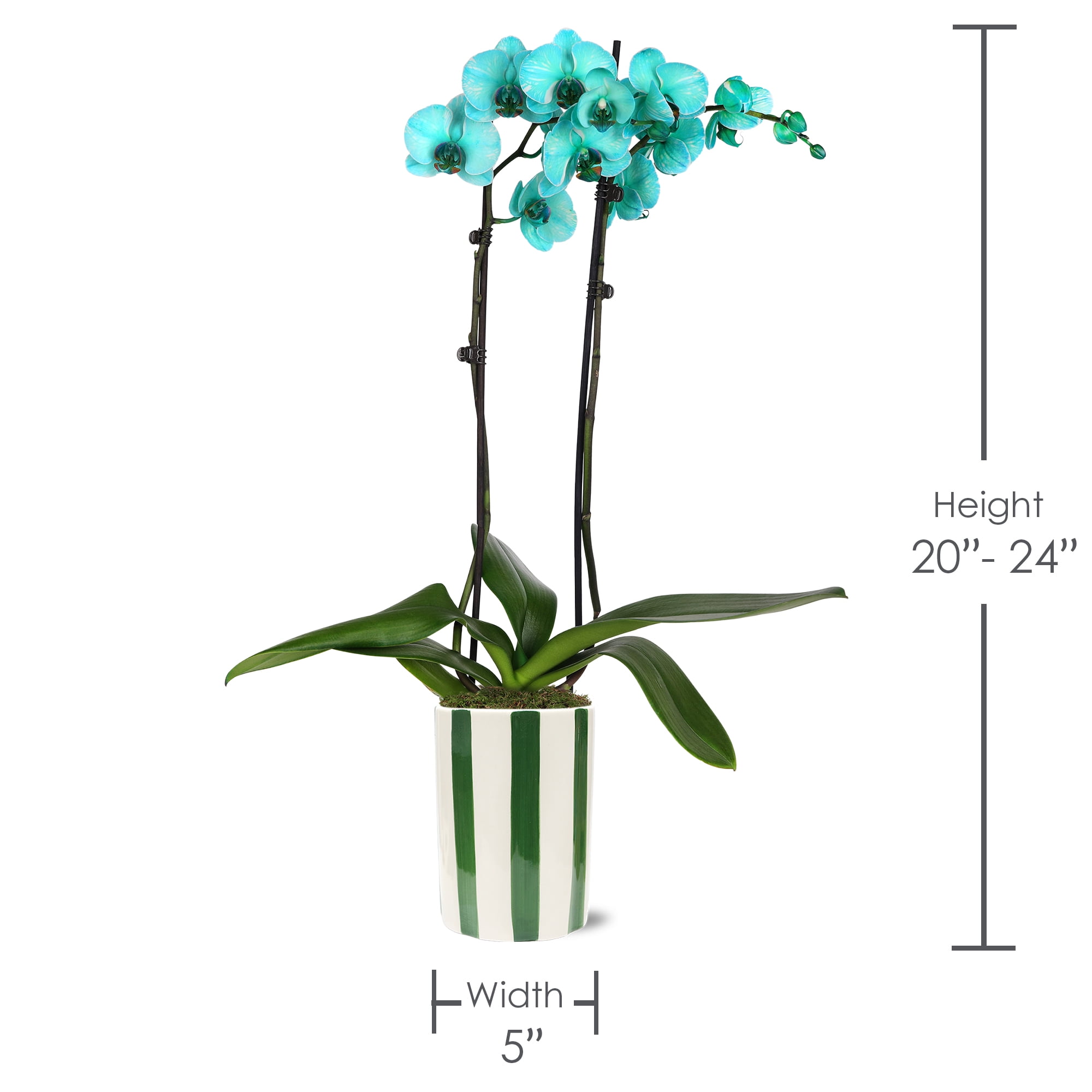 Green Circle Growers 5" Watercolor Teal Orchid in Hollywood Green Decorative Pot, Live Indoor Orchid Plant