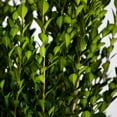 thumbnail image 7 of Expert Gardener Japanese Boxwood (2.5 Quart) Low-Maintenance Evergreen Hedge Shrub - Full Sun Live Outdoor Plant, 7 of 7