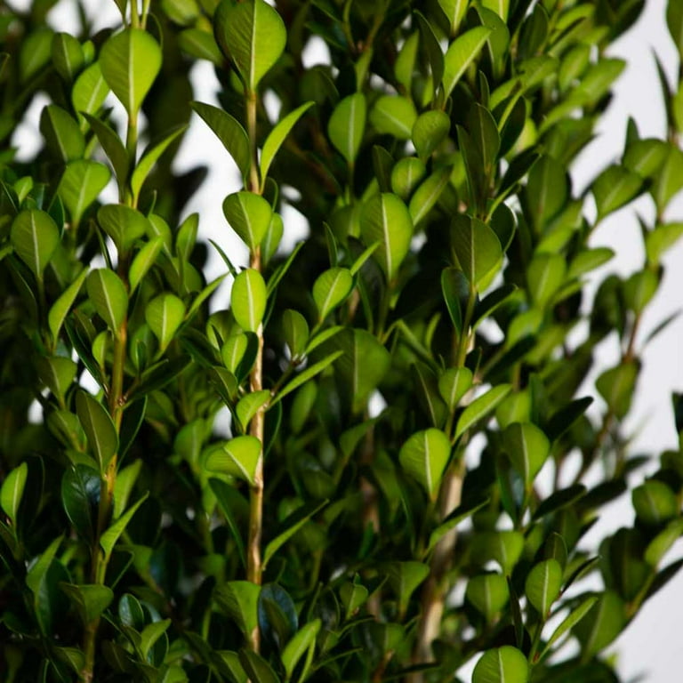 Expert Gardener Japanese Boxwood (2.5 Quart) Low-Maintenance