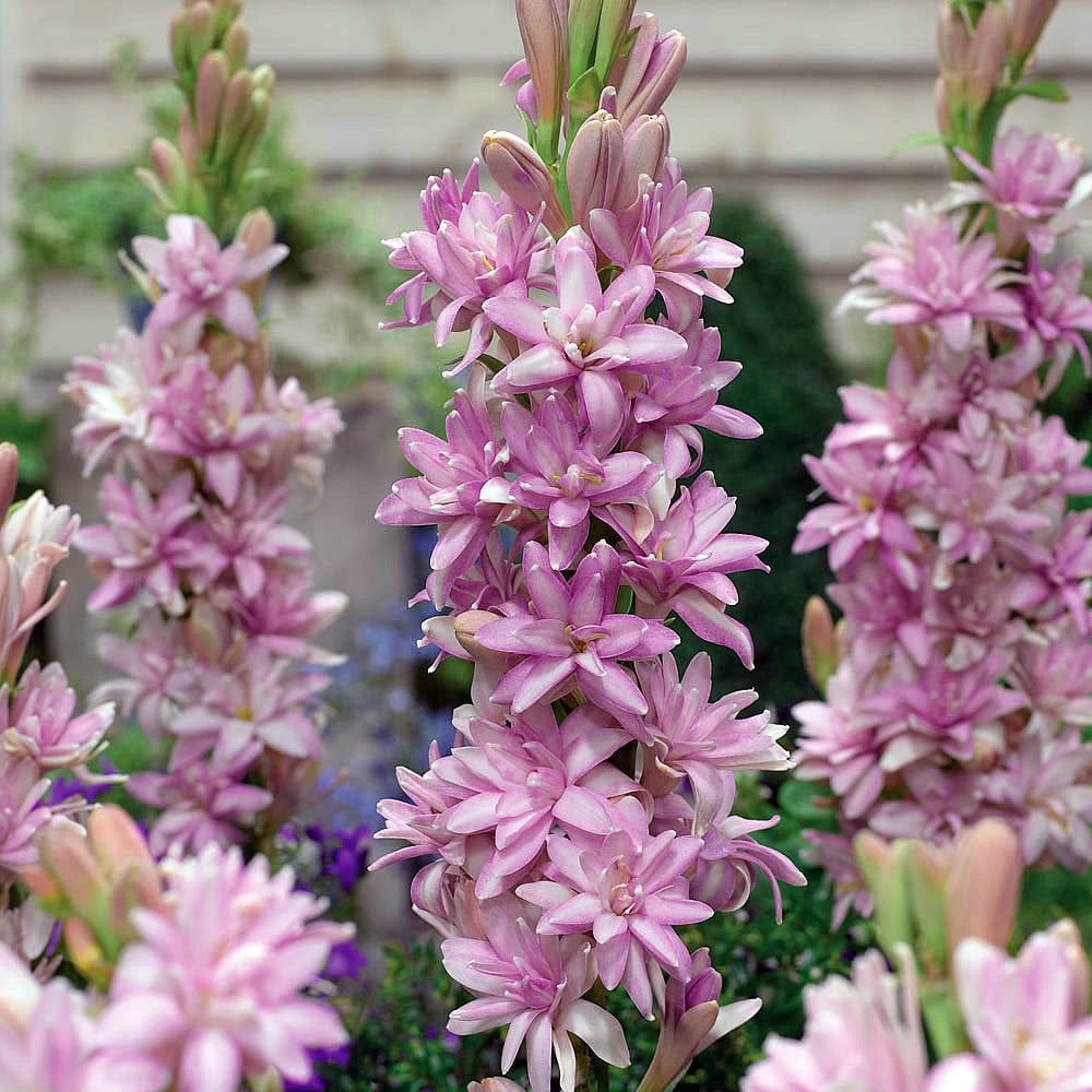 Pink Sapphire Tuberose FRAGRANT Polianthus 1 Bulb