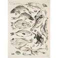 thumbnail image 2 of Félix Bracquemond 11x14 Gold Ornate Wood Frame and Double Matted Museum Art Print Titled - Fish (1866), 2 of 4