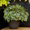 thumbnail image 3 of Southern Living Tapestry Heucherella Live Perennial in 2.5-Quart Grower Pot, 3 of 9