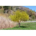 Gold Curly Willow Trees Fast Growing Attractive Good Luck Trees