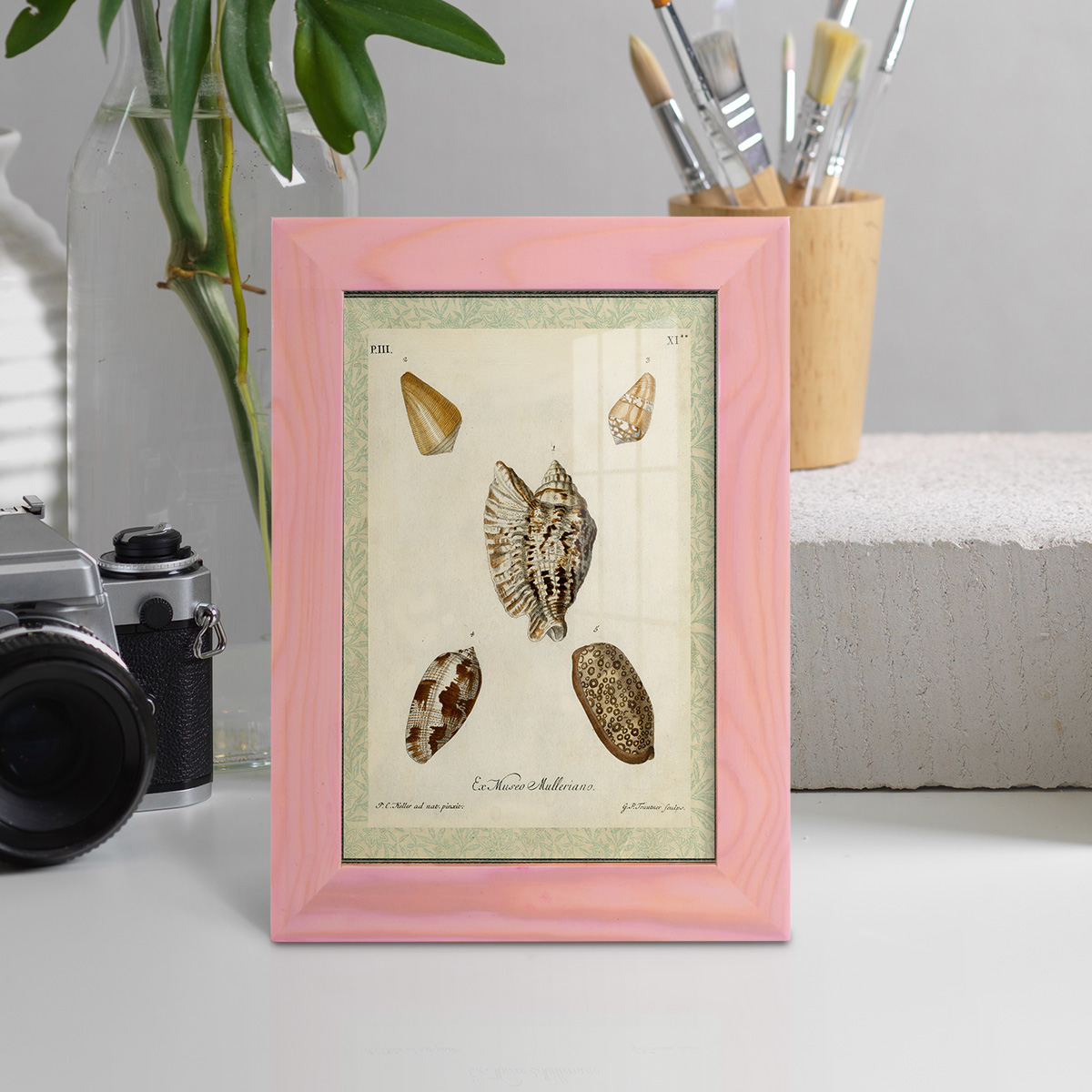 Bookplate Shells II - Framed Print w/glass - Sunset Pink