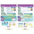 thumbnail image 4 of Conjunto de gráficos en tablón de anuncios NewPath Learning Genetics x4, 4 of 5