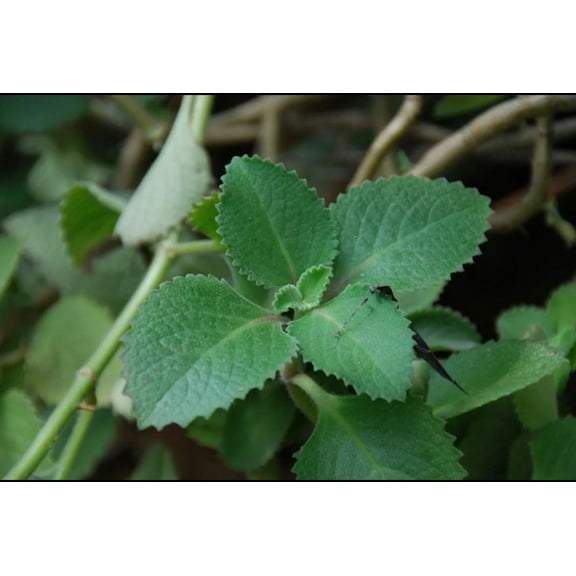 Salty Acres Organic Green Cuban Mexican Oregano Plant 4" to 8" 3 Pack