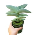 thumbnail image 4 of Crassula Falcata Propeller Succulent Plant (4 inch), 4 of 4