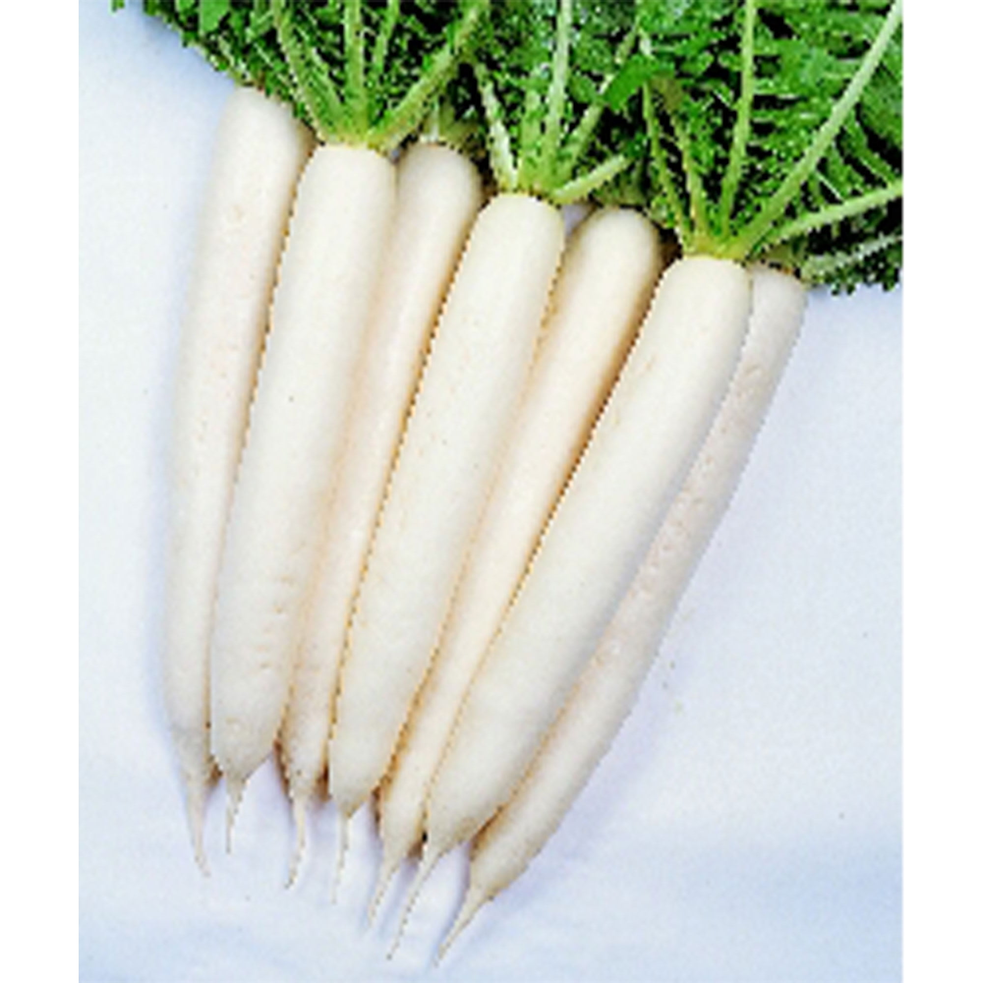Radish Seeds - Minowase Summer Cross #3 - Hybrid - 1 g