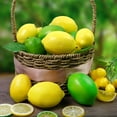 thumbnail image 2 of Lemon slice simulation fruit fake fruit diameter artificial plastic realistic photography props, 2 of 18