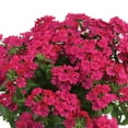 thumbnail image 6 of Amore Petunia 2 Gallon Hanging Basket Multicolor Trailing Petunia Multispecies Combo Annual Outdoor Live Plants Full Sun, 6 of 7
