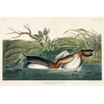 thumbnail image 2 of Audubon, John James 24x17 Gold Ornate Wood Framed with Double Matting Museum Art Print Titled - American Pied-billed, 2 of 4