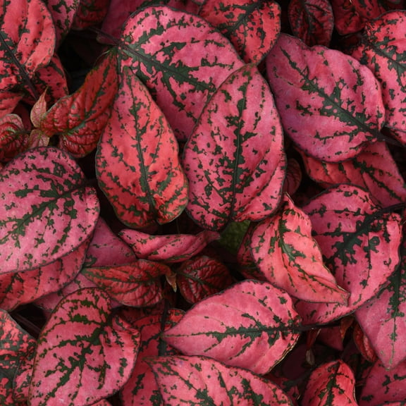 Outsidepride Hypoestes Splash Red Plant Seed - 100 Seeds