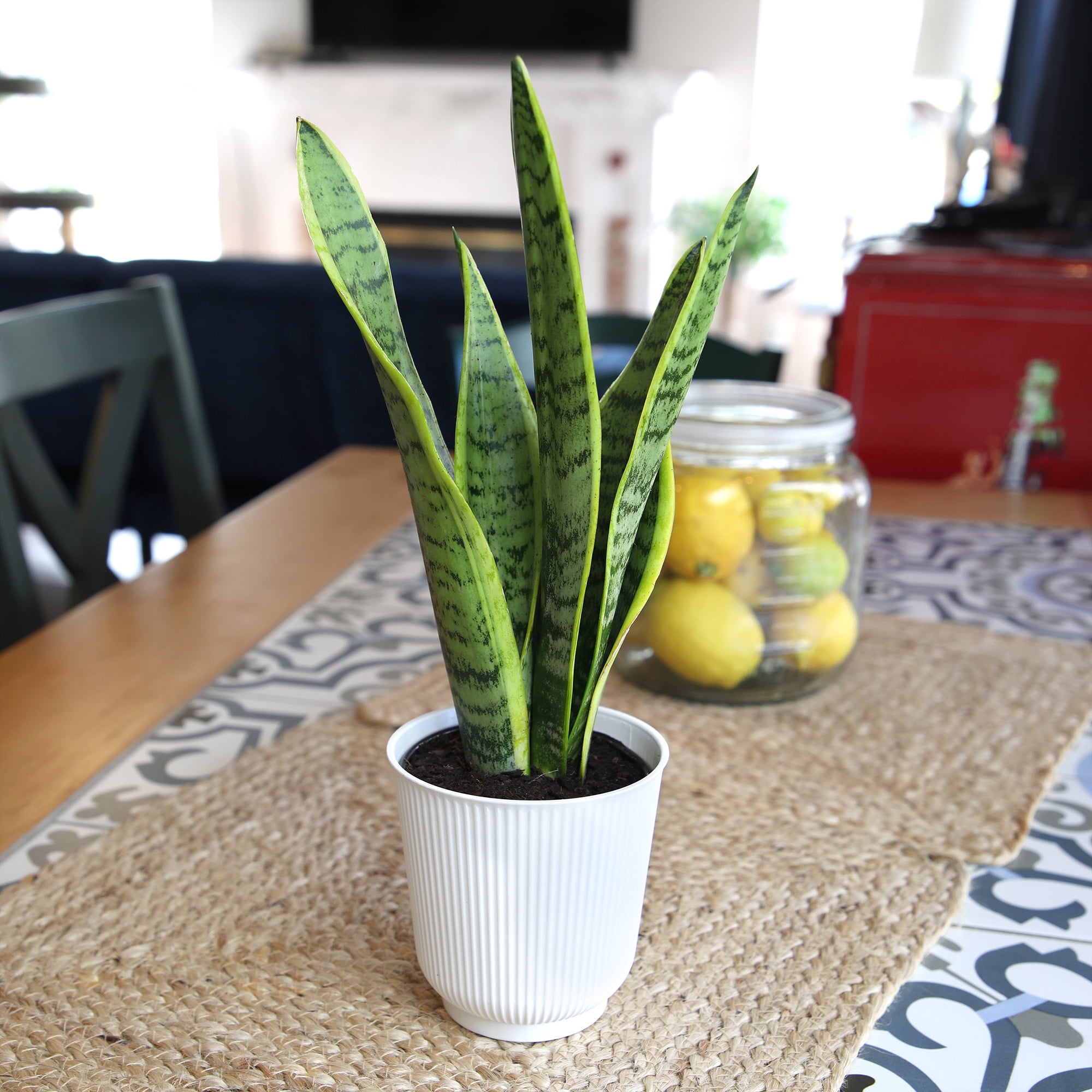 Laurentii Snake Plant, Clean Air Houseplant | 4.25 in Decor Pot; Full Sun | Element by Altman Plants