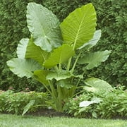 Elephant Ears (colocasia) 9 Bulb- bold tropical effect to and landscape.