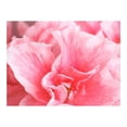thumbnail image 3 of Tiptophomedecor Floral Wallpaper Wall Mural - Pink Azalea Flowers, 3 of 4