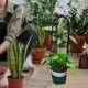 thumbnail image 4 of ADDHAT 6Ud Soporte Para Plantas Trellis Negro Para Plantas Trepadoras En Macetas De Interior, 4 of 8