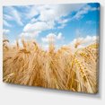 thumbnail image 2 of Barley Field under Blue Sky - Landscape Canvas Art Print, 2 of 4