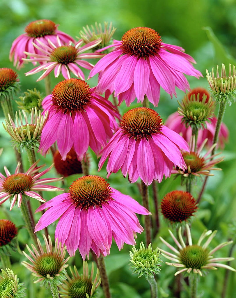 Kim's Knee High Coneflower Echinacea Gallon pot