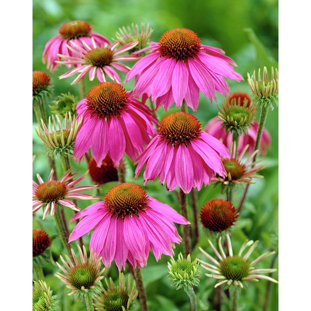 Kim's Knee High Coneflower Echinacea Gallon pot