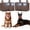 Brown, variant on 2-Pack Dog Bark Deterrent Devices, Ultrasonic Anti Barking Device for Dogs, Battery Powered Bark Control Device for Indoor Outdoor Use, Chewing & Bad Behavior(Brown)