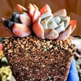 thumbnail image 4 of Succulent and Cactus Soil Potting Mix 2.2 LBS, Bonsai Ready to Use, Fast Draining with Added Nutrients, 4 of 5